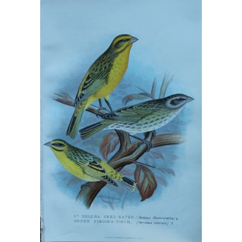 8247 - FW Frohawk - 10 antique prints of finches 1899.

These chromolithographic plates were drawn by Frede... 