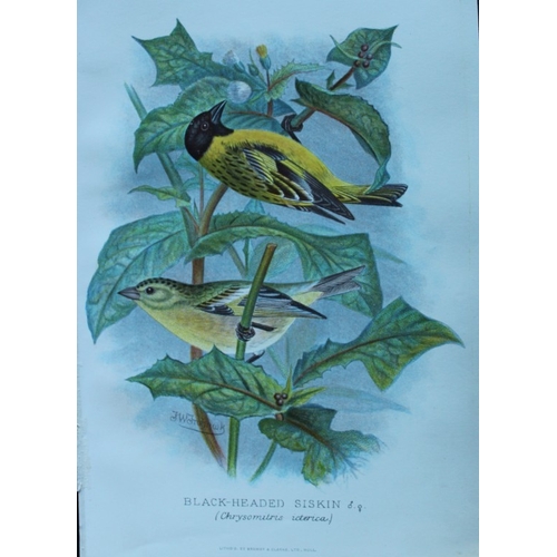 8247 - FW Frohawk - 10 antique prints of finches 1899.

These chromolithographic plates were drawn by Frede... 