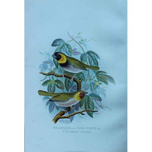 8248 - FW Frohawk - 10 antique prints of finches 1899.

These chromolithographic plates were drawn by Frede... 