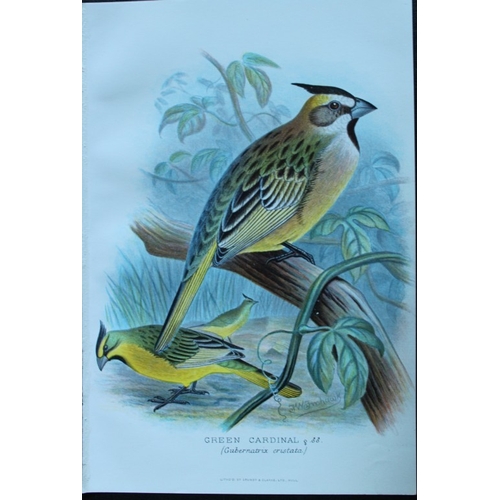 8248 - FW Frohawk - 10 antique prints of finches 1899.

These chromolithographic plates were drawn by Frede... 