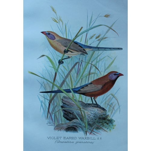 8249 - FW Frohawk - 10 antique prints of finches 1899.

These chromolithographic plates were drawn by Frede... 