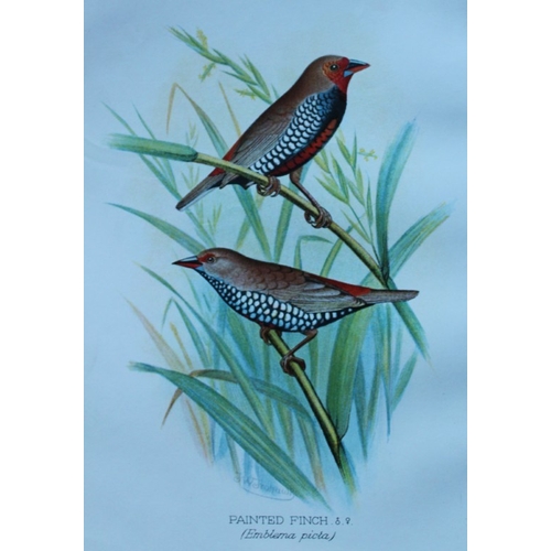 8249 - FW Frohawk - 10 antique prints of finches 1899.

These chromolithographic plates were drawn by Frede... 