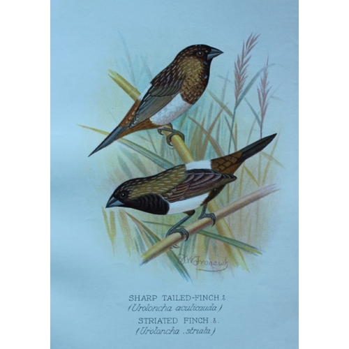 8250 - FW Frohawk - 10 antique prints of finches 1899.

These chromolithographic plates were drawn by Frede... 