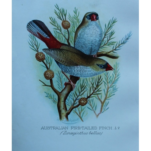 8250 - FW Frohawk - 10 antique prints of finches 1899.

These chromolithographic plates were drawn by Frede... 