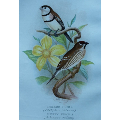 8250 - FW Frohawk - 10 antique prints of finches 1899.

These chromolithographic plates were drawn by Frede... 