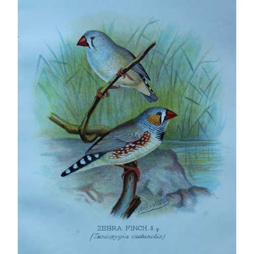 8250 - FW Frohawk - 10 antique prints of finches 1899.

These chromolithographic plates were drawn by Frede... 