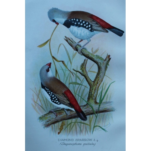 8250 - FW Frohawk - 10 antique prints of finches 1899.

These chromolithographic plates were drawn by Frede... 