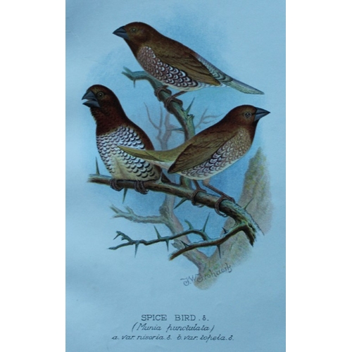 8250 - FW Frohawk - 10 antique prints of finches 1899.

These chromolithographic plates were drawn by Frede... 