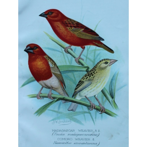 8251 - FW Frohawk - 10 antique prints of finches 1899.

These chromolithographic plates were drawn by Frede... 