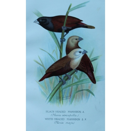 8251 - FW Frohawk - 10 antique prints of finches 1899.

These chromolithographic plates were drawn by Frede... 