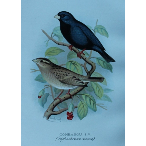 8251 - FW Frohawk - 10 antique prints of finches 1899.

These chromolithographic plates were drawn by Frede... 