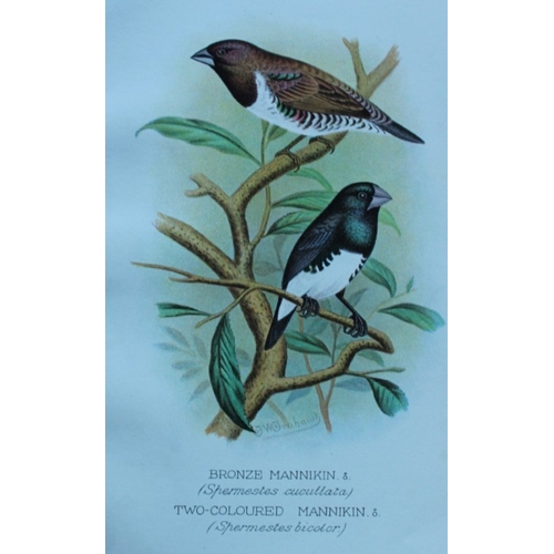 8251 - FW Frohawk - 10 antique prints of finches 1899.

These chromolithographic plates were drawn by Frede... 