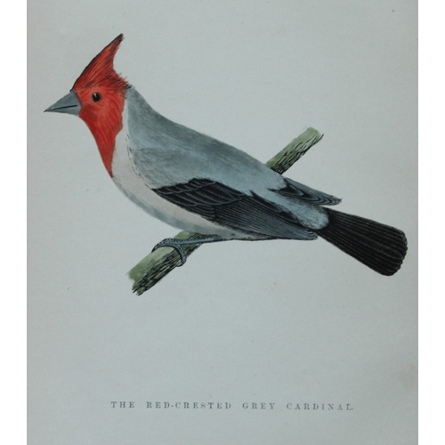 8253 - WT Greene - 3 prints of birds 1885.

These rare prints are from Birds I have kept in years gone by -... 