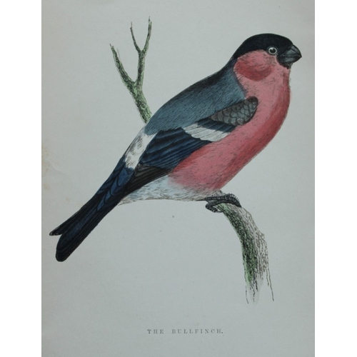 8253 - WT Greene - 3 prints of birds 1885.

These rare prints are from Birds I have kept in years gone by -... 