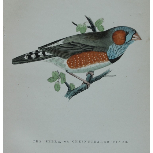 8254 - WT Greene - 3 prints of birds 1885.

These rare prints are from Birds I have kept in years gone by -... 