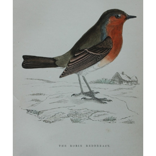 8254 - WT Greene - 3 prints of birds 1885.

These rare prints are from Birds I have kept in years gone by -... 