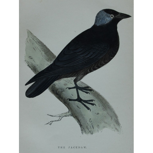 8255 - WT Greene - 3 prints of birds 1885.

These rare prints are from Birds I have kept in years gone by -... 