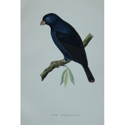 8255 - WT Greene - 3 prints of birds 1885.

These rare prints are from Birds I have kept in years gone by -... 