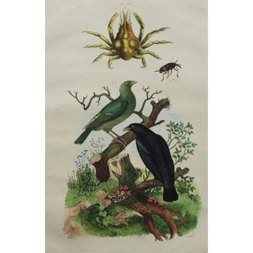 8256 - FE Guerin-Meneville - 3 prints of birds 1838.

These engravings are from Dictionnaire Pittoresque d’... 