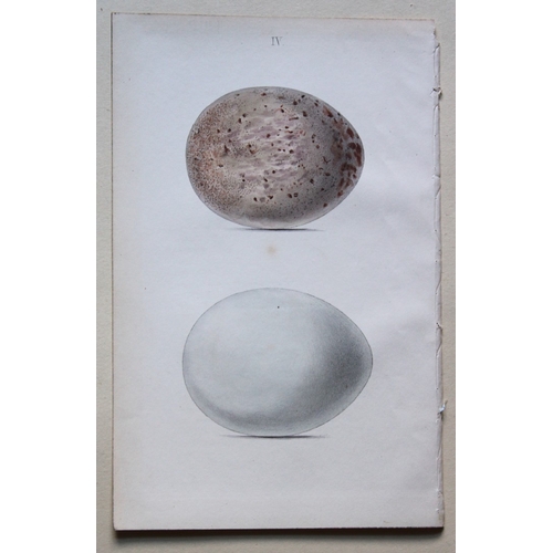 8258 - W Hewitson - 4 prints of birds of prey eggs 1856.

These hand-coloured engravings of the eggs of bir... 