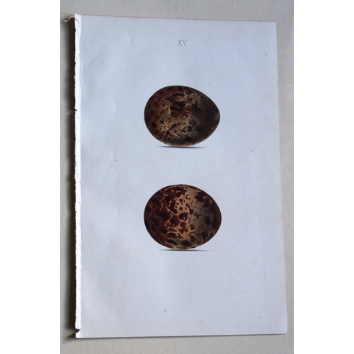 8261 - W Hewitson - 4 prints of birds of prey eggs 1856.

These hand-coloured engravings of the eggs of bir... 