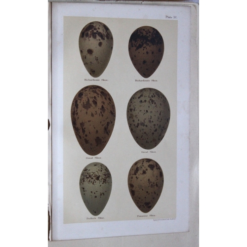 8263 - Henry Seebohm - 3 prints of birds eggs 1896.

These original chromolithographs ares from the last wo... 