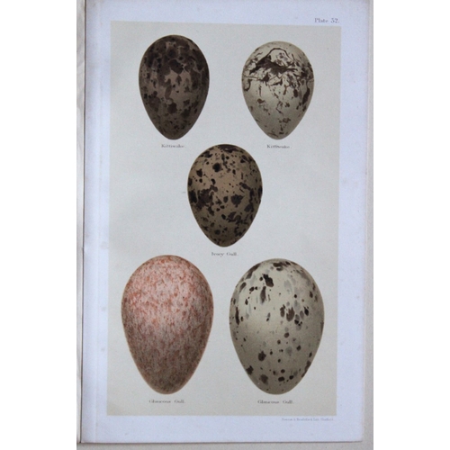 8263 - Henry Seebohm - 3 prints of birds eggs 1896.

These original chromolithographs ares from the last wo... 