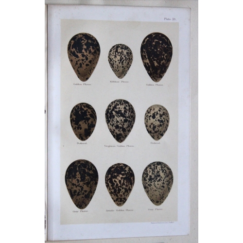 8264 - Henry Seebohm - 3 prints of birds eggs 1896.

These original chromolithographs ares from the last wo... 