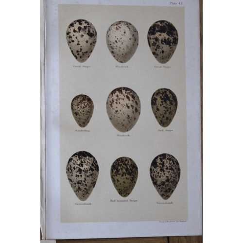 8264 - Henry Seebohm - 3 prints of birds eggs 1896.

These original chromolithographs ares from the last wo... 