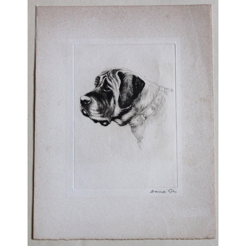 8266 - David Gee - Engraving of a Mastiff signed by the artist.

This is an original etching in drypoint by... 