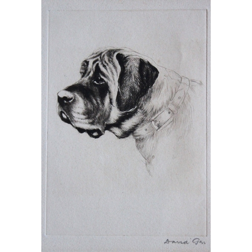 8266 - David Gee - Engraving of a Mastiff signed by the artist.

This is an original etching in drypoint by... 