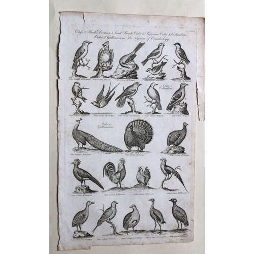 8267 - WH Hall - 5 engraving of birds 1788.

These rare engravings of birds are from The New Royal Encyclop... 