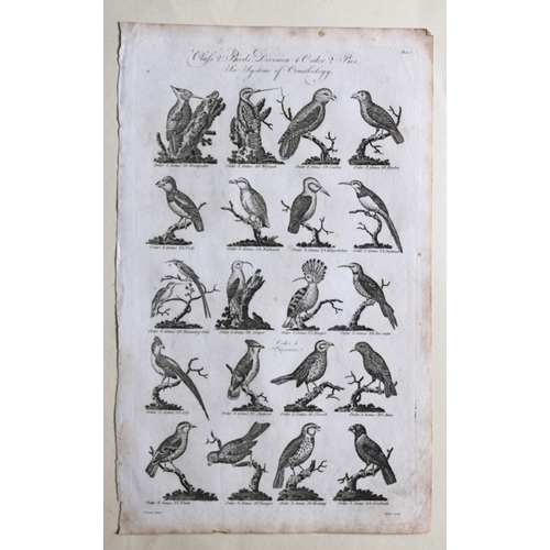 8267 - WH Hall - 5 engraving of birds 1788.

These rare engravings of birds are from The New Royal Encyclop... 