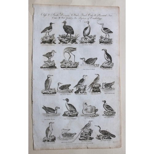 8267 - WH Hall - 5 engraving of birds 1788.

These rare engravings of birds are from The New Royal Encyclop... 