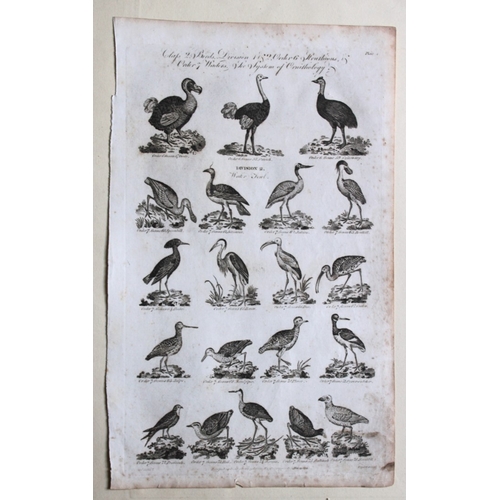 8267 - WH Hall - 5 engraving of birds 1788.

These rare engravings of birds are from The New Royal Encyclop... 