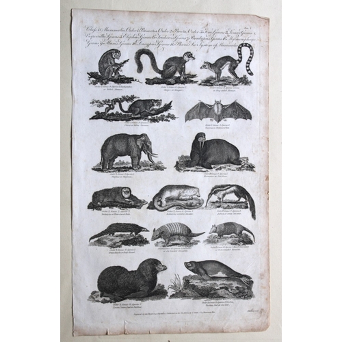 8268 - WH Hall - 6 engravings of Mammals 1788.

These rare engravings of birds are from The New Royal Encyc... 