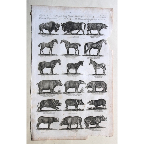 8268 - WH Hall - 6 engravings of Mammals 1788.

These rare engravings of birds are from The New Royal Encyc... 