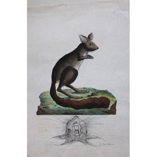 8271 - John Frederick Miller - Cape Jerboa from Cimelia Physica 1796.

This hand-coloured copperplate engra... 