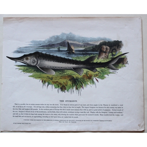 8272 - Josiah Whymper - 3 prints of Zebra, Jerboa & Sturgeon 1843.

These hand-coloured engraving are from ... 