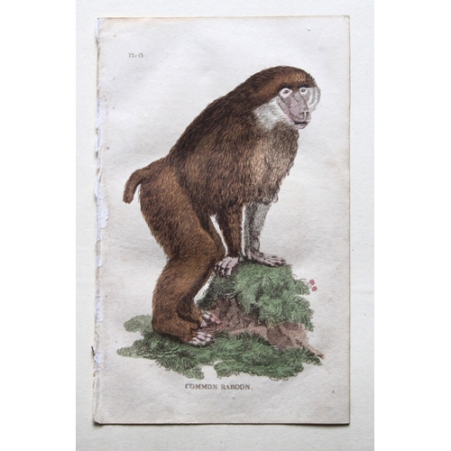 8273 - Brightly - 8 engravings of Apes and Monkeys 1811.

These copperplate engravings are from The Natural... 