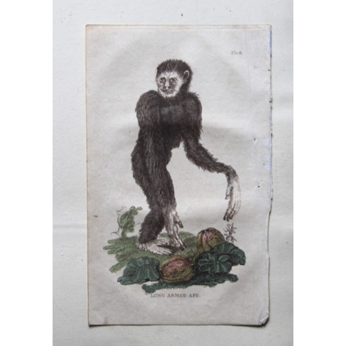 8273 - Brightly - 8 engravings of Apes and Monkeys 1811.

These copperplate engravings are from The Natural... 