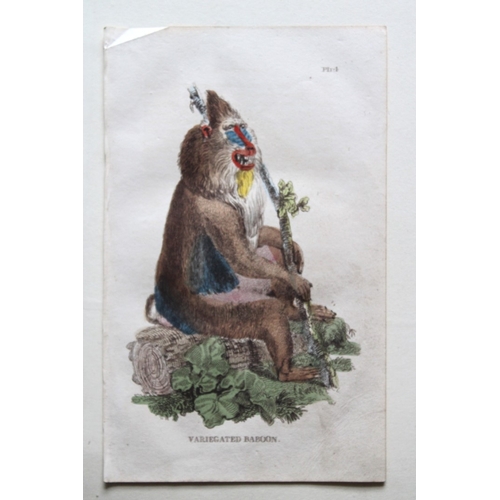 8273 - Brightly - 8 engravings of Apes and Monkeys 1811.

These copperplate engravings are from The Natural... 