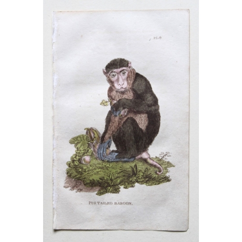 8273 - Brightly - 8 engravings of Apes and Monkeys 1811.

These copperplate engravings are from The Natural... 