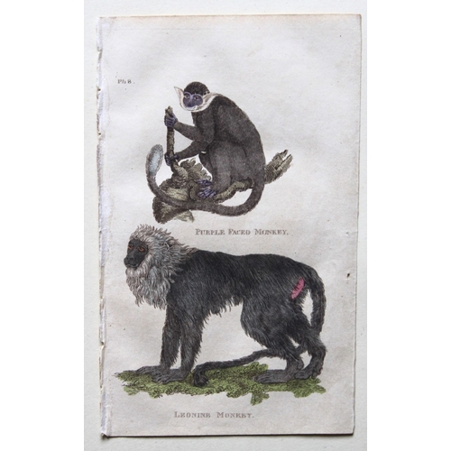 8273 - Brightly - 8 engravings of Apes and Monkeys 1811.

These copperplate engravings are from The Natural... 