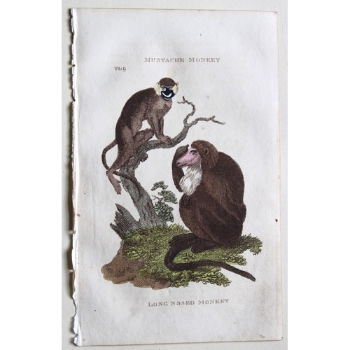 8273 - Brightly - 8 engravings of Apes and Monkeys 1811.

These copperplate engravings are from The Natural... 