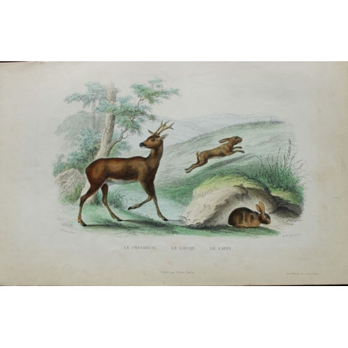 8275 - Buffon - 4 engravings of mammals 1839.

These original hand-coloured steel engravings are from The C... 