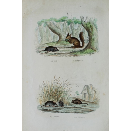 8275 - Buffon - 4 engravings of mammals 1839.

These original hand-coloured steel engravings are from The C... 