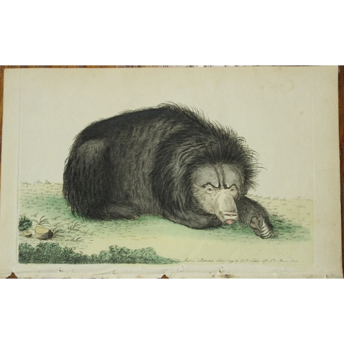 8277 - Shaw & Nodder - Ursiform Sloth (Ursine Bradypus) 1790.

This beautiful copper engraving with origina... 