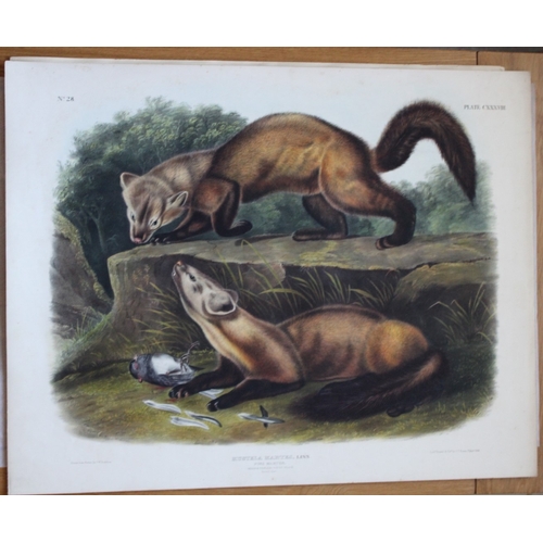 8280 - Audubon - Rare Imperial Folio of Pine Marten 1846.

This stunning lithograph of a life size Pine Mar... 