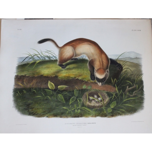 8281 - Audubon - Rare Imperial Folio of Black Footed Ferret 1846.

This stunning lithograph of a life size ... 